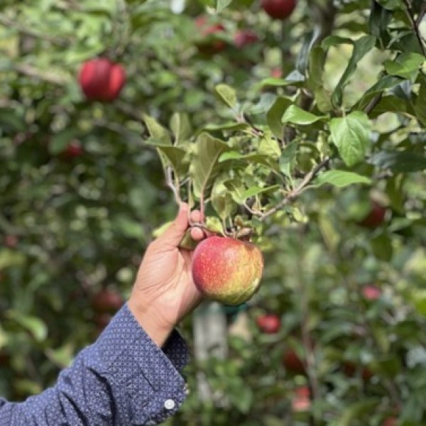 Awais Khan holding and looking at an apple at the Cornell Orchards.