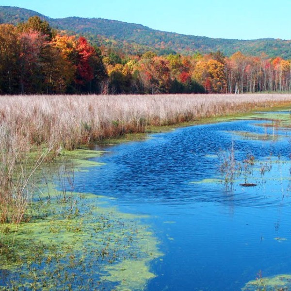A marsh with an open section of water in the center, surrounded by plants growing in the water. Multicolored trees circle the marsh, and mountains lay behind their reach. A beautiful fall day at this marsh in New Paltz, New York. 