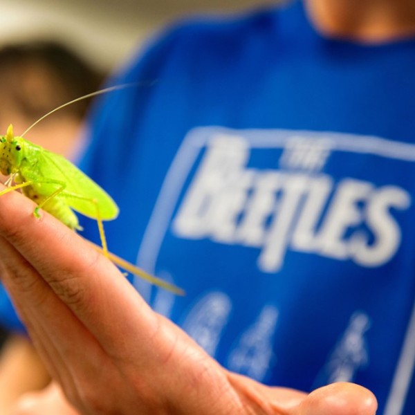 A hand holding up a grasshopper. 