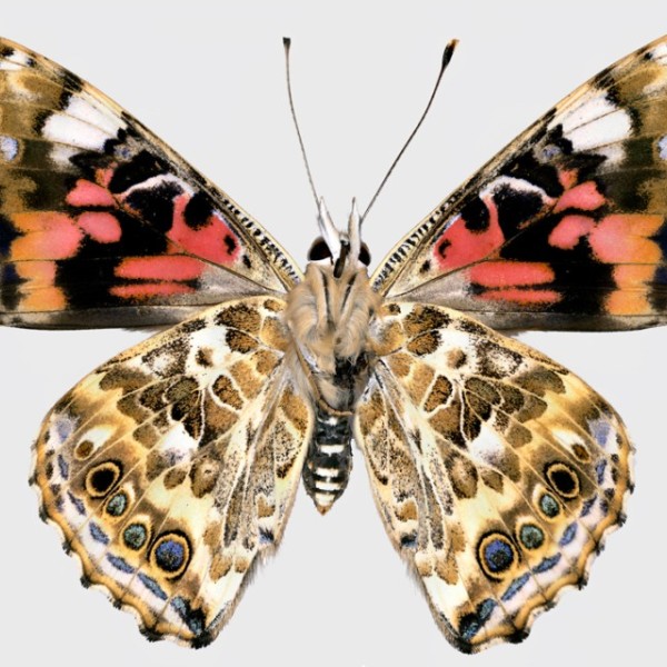 An image of a painted lady butterfly, it has red splotchy upper wings and a brown pattern on the lower wings.