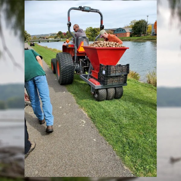 Bill Millers bulb planter planting bulbs along cayuga waterfront trail