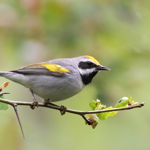 Golden-winged Warbler resting on a tree branch.