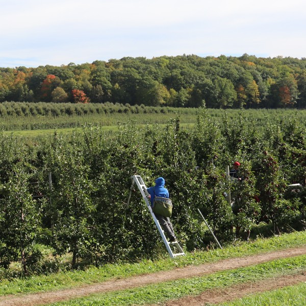 Worker in Apple Orchards
