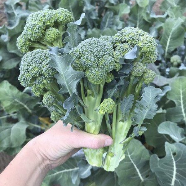 A hand holds a sprouting broccoli.