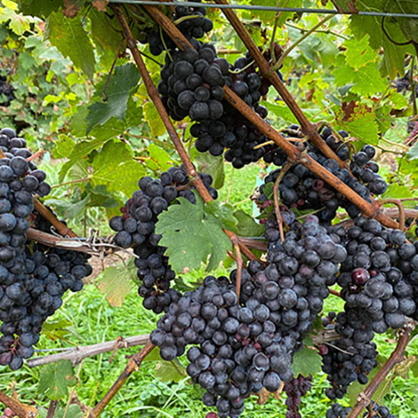 healthy grapes on a vine