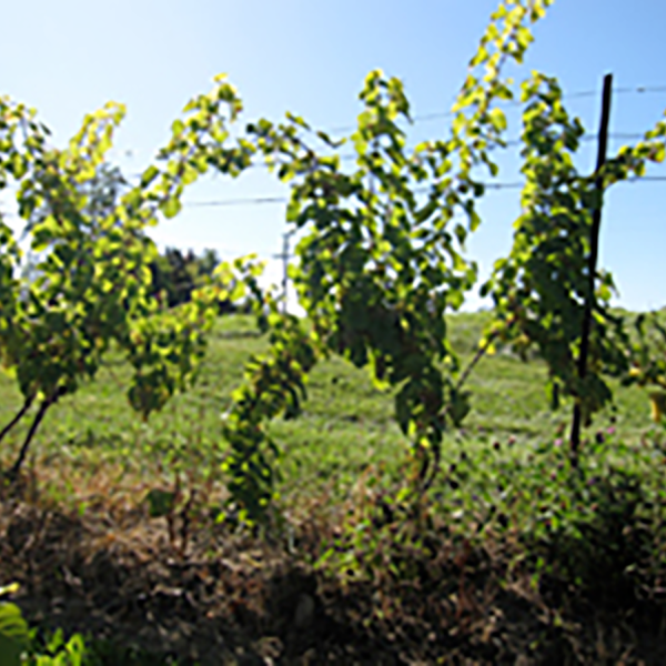 Vineyard has sparse canopy fill in the foreground with field in the background