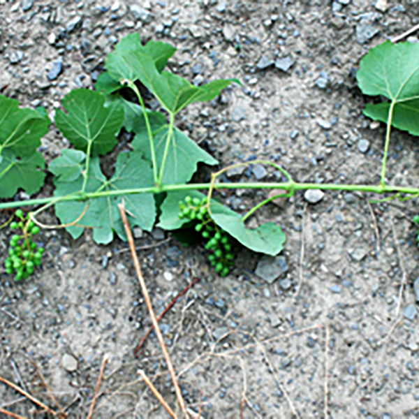 Bud fruitfulness in the ground with green grapes.