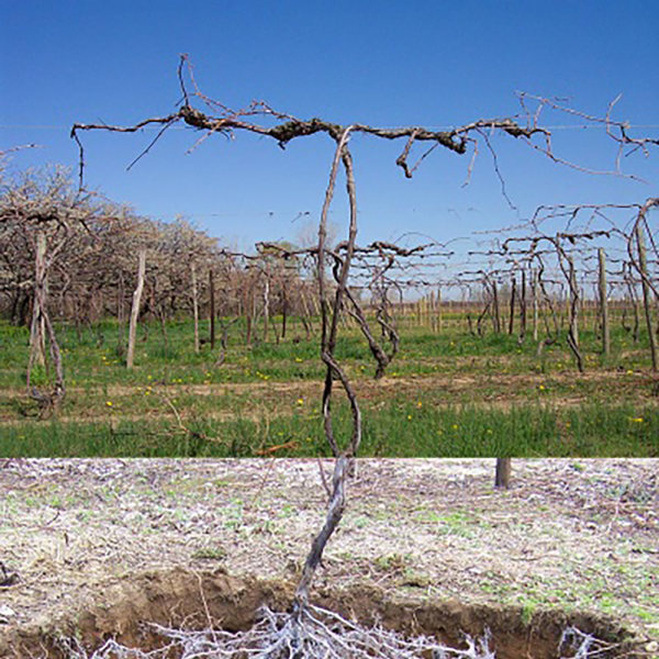 Concord vine above ground
