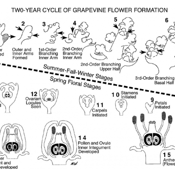 Floral development two-year cycle chart