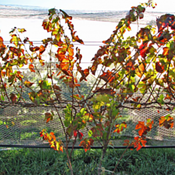 Potassium deficiency symptoms in the foreground and field in the background