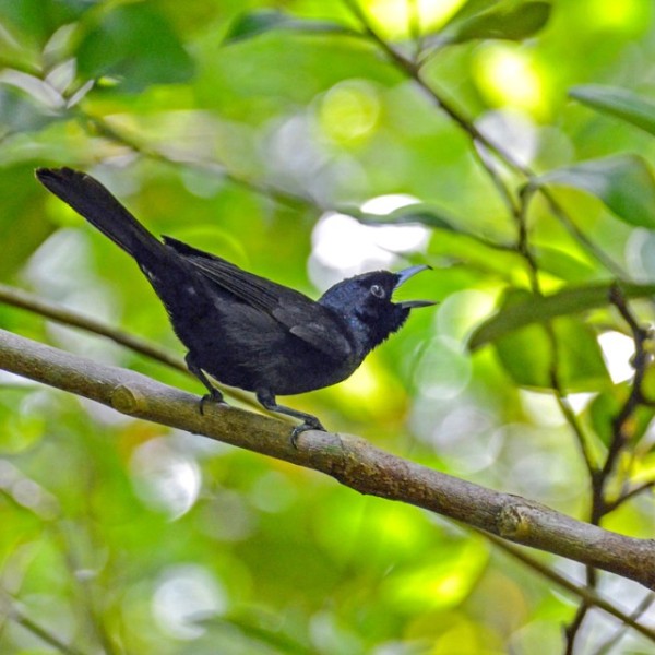 A bird sitting on a tree branch.