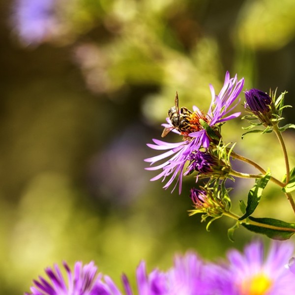 A bee landing on a flower