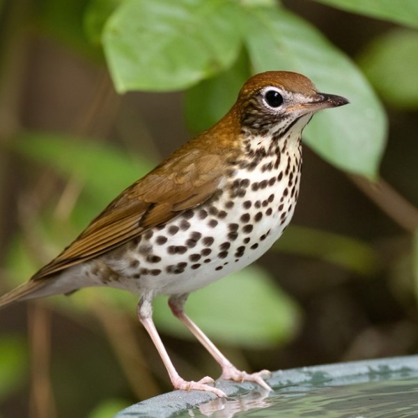 A wood thrush bird sitting on a branch.