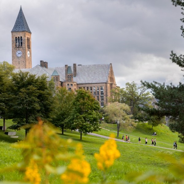 Photo of libe slope from the side with yellow flowers from the wild garden in the foreground and Uris library and the clocktower in the distance.