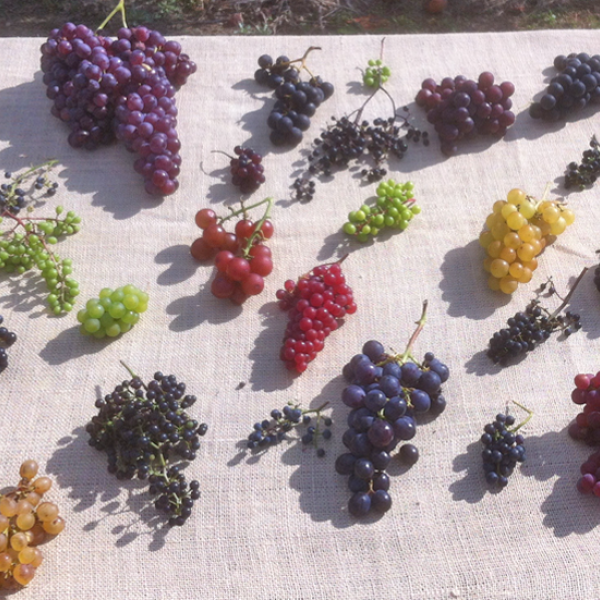 Different types of cropped grapes on table