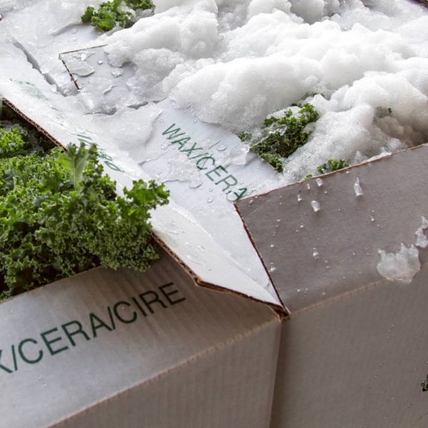 iced kale in boxes for distribution