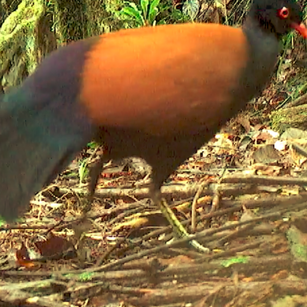 Bird with a large yellow spot and green tail feathers