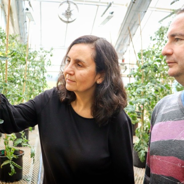 Carmen Catalá and Philippe Nicolas look at tomatoes growing in a greenhouse.