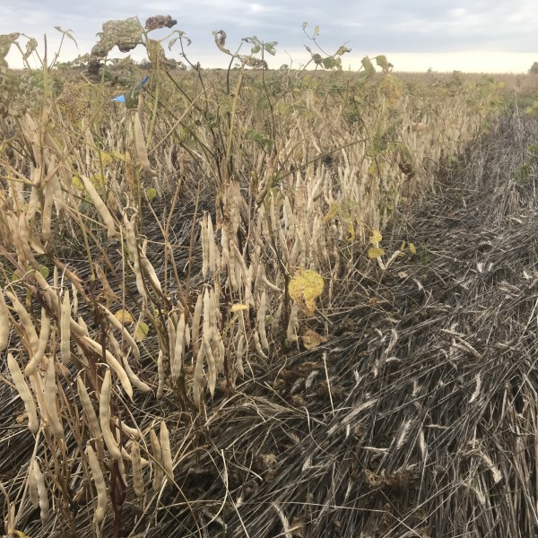Dry beans in a field