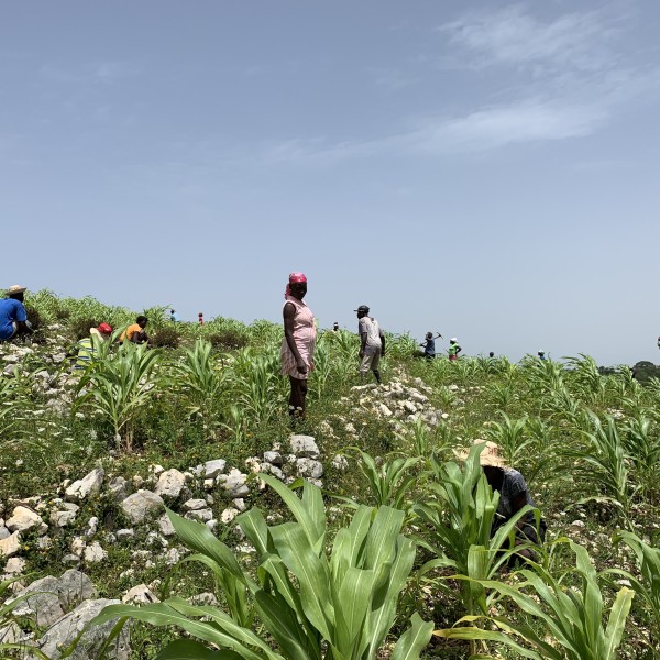 Community members in rural Artibonite working together to plant hundreds of tree seedlings
