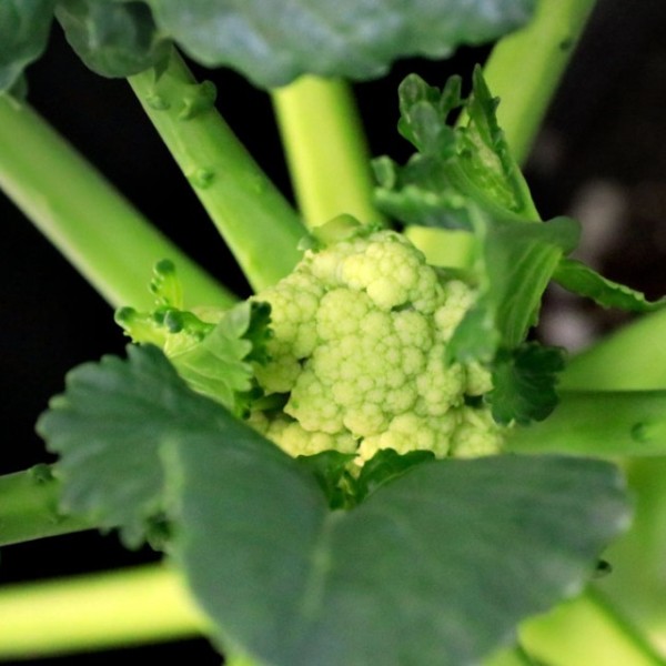 a broccoli plant