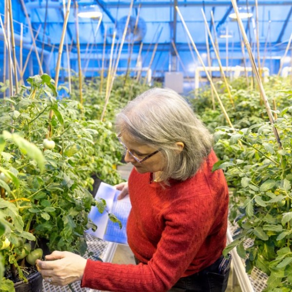 Martha Mutschler-Chu checks tomato plants in a greenhouse 
