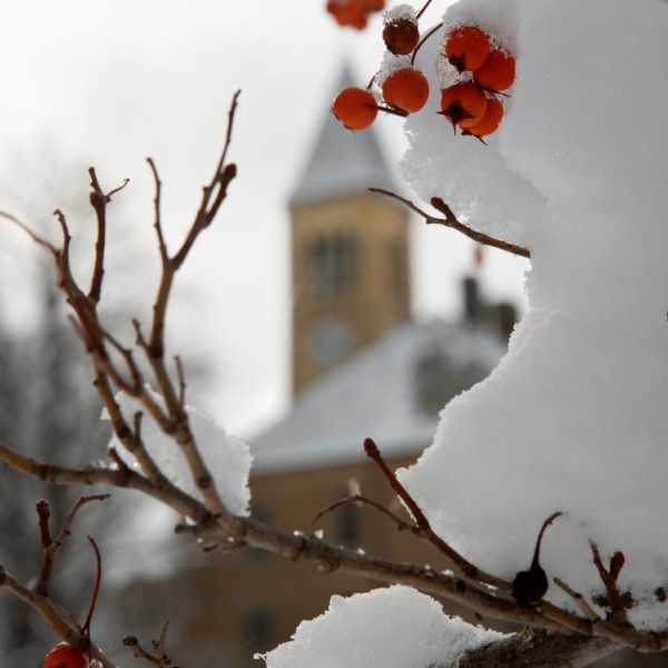 Photograph of a clock tower in winter taken through a snowy bush with red berries poking through the snow.