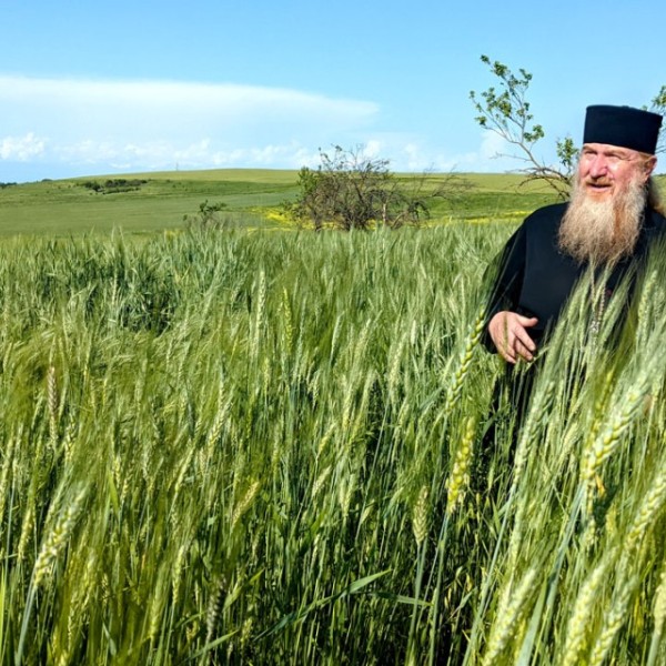 Nikoloz Lomsadze in a field of mixed barley and wheat