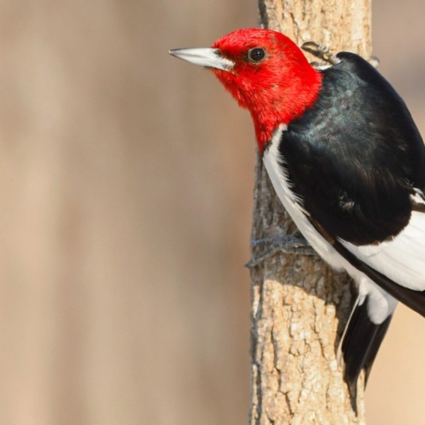 Red-headed woodpecker