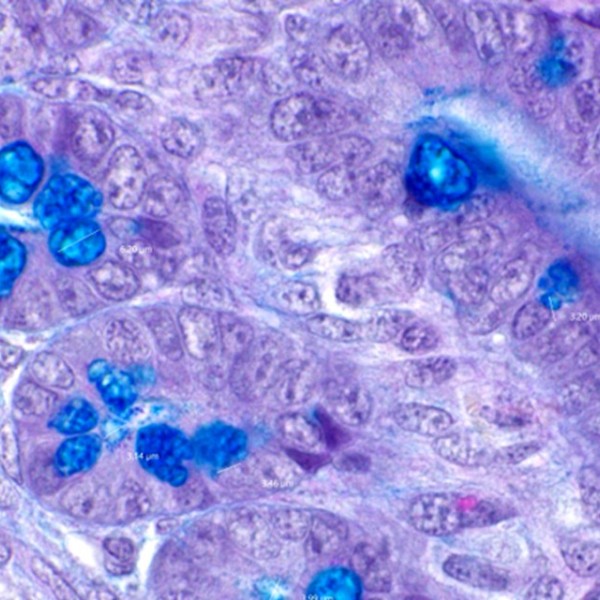 Cross-section of chicken intestine with cells that may be affected by food nanoparticles.