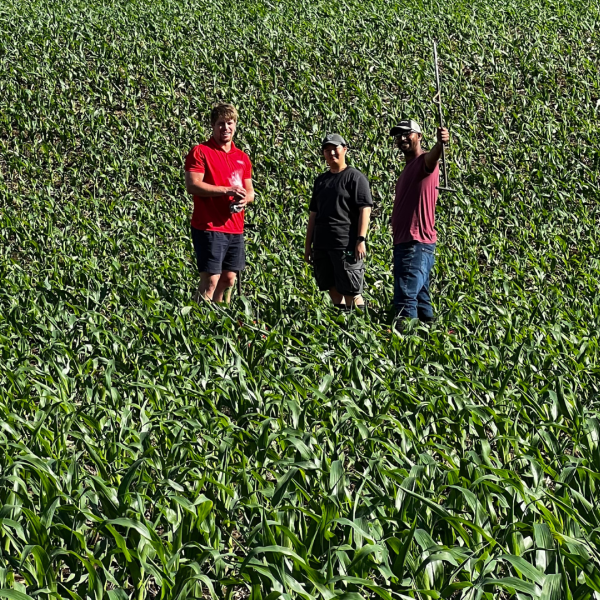 three people stand in corn field