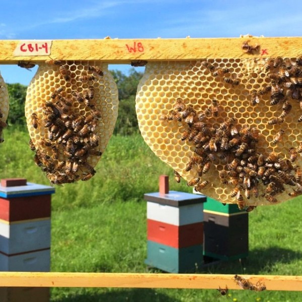 A frame pulled from a bee hive with multiple small combs being built, hanging from the top bar