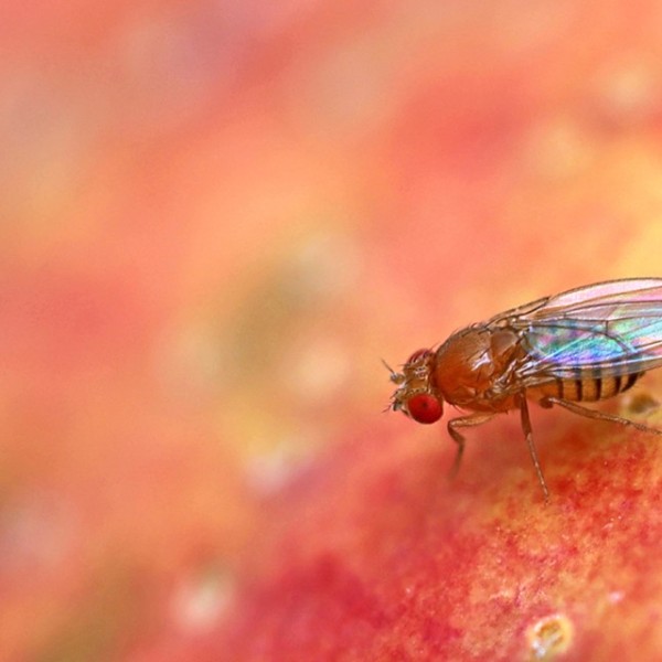 a fruit fly on a piece of fruit