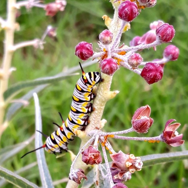 A queen butterfly caterpillar eats from the stem of a milkweed plant.