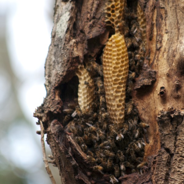 A crevase in a tree trunk contains two honeycombs and clusters of bees