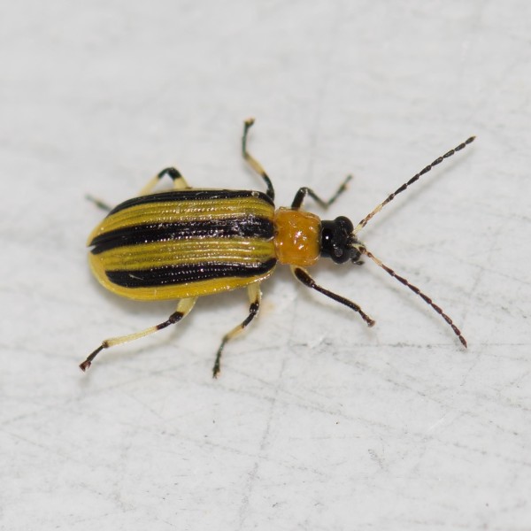 a yellow and black striped beetle