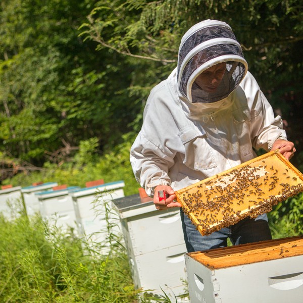 Scott McArt inspecting bee hives