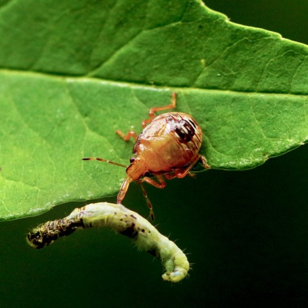  Under moderate levels of artificial light, predators have more opportunity to attack caterpillars.