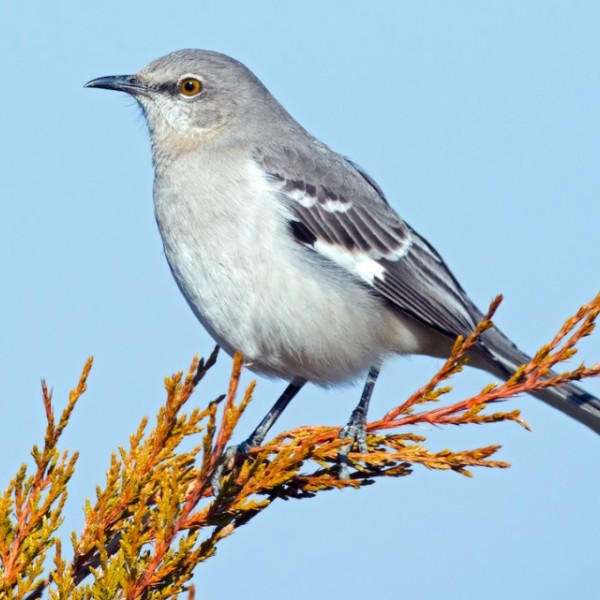 Northern Mockingbird