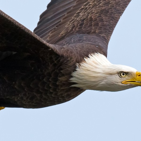 Bald eagle