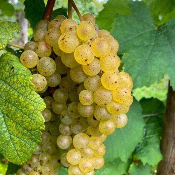 The new white wine grape, Aravelle.