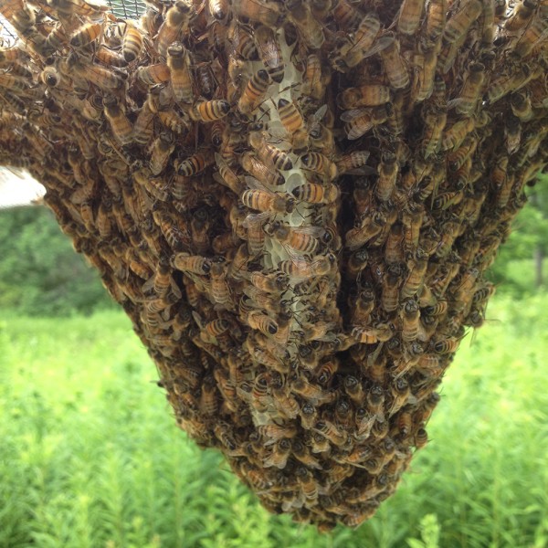 a cluster of honey bees hangs from a screen, building comb