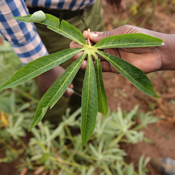 Cassava plant in hand
