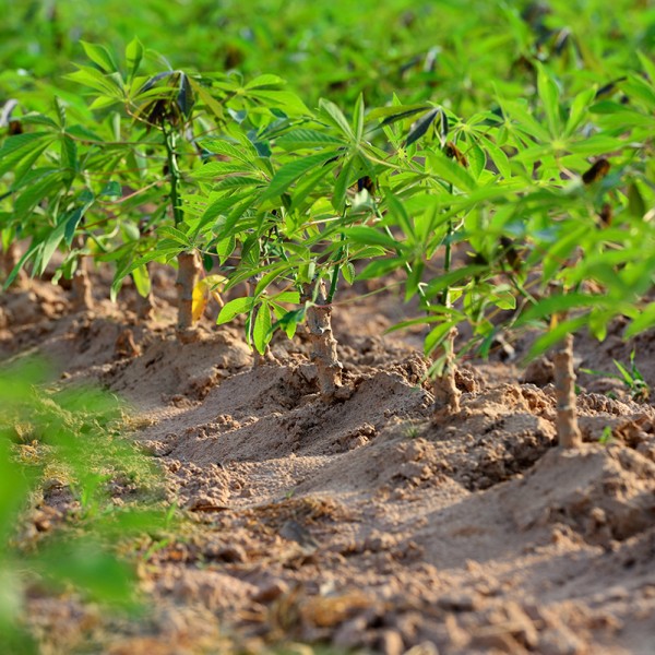 Cassava in a field