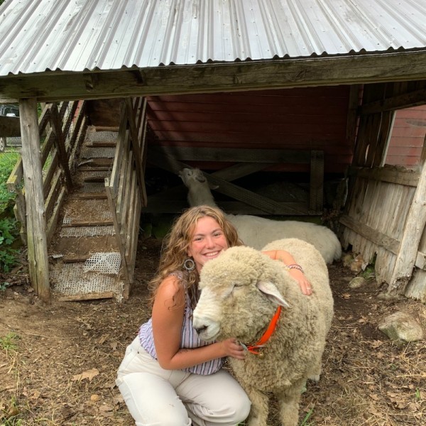 Woman takes photo with a sheep