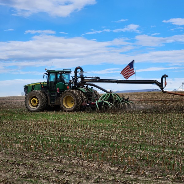 Manure application via drag hose in corn field.