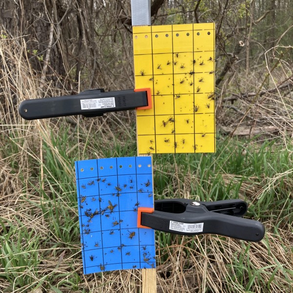 Blue and yellow sticky cards with insects stuck on them clamped to a stake.