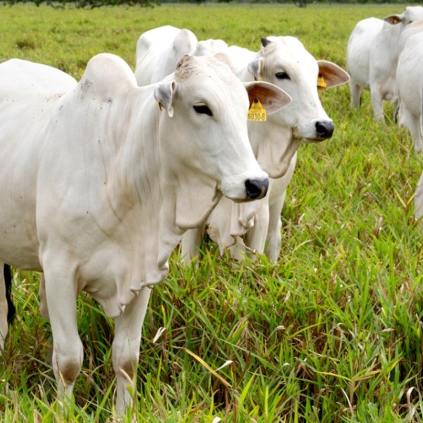 A group of white cows in a green pasture.