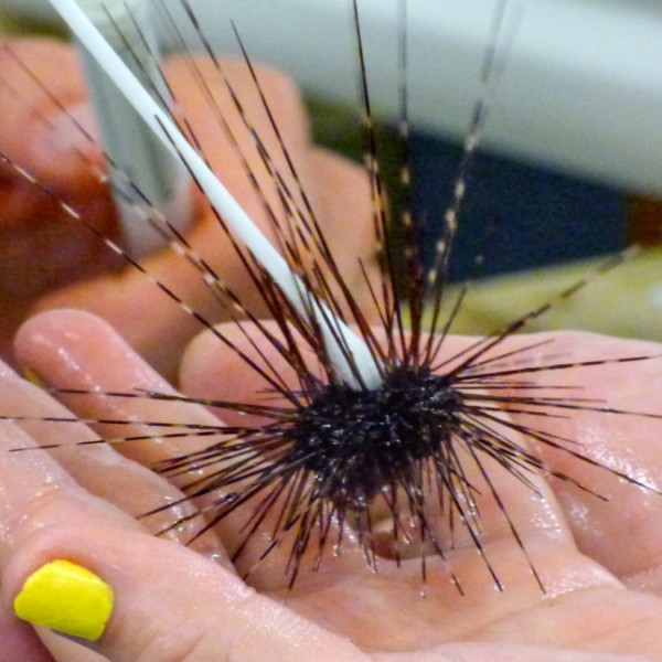 A healthy sea urchin is swabbed