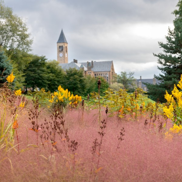 no mow planting on libe slope with clocktower in background